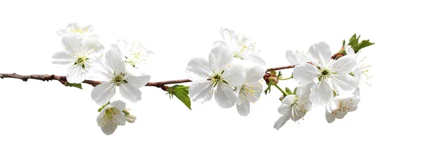 Beyaz Arka Planda Izole Edilmiş Güzel Kiraz Çiçekleri Doğal Çiçek — Stok fotoğraf
