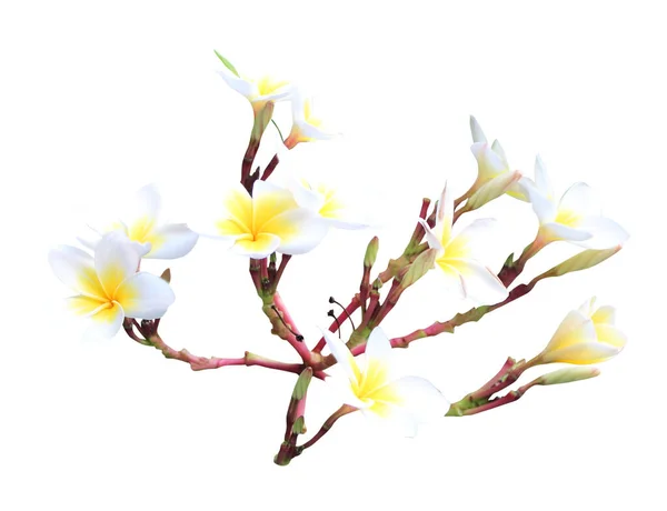 Vackra Plumeria Blommor Isolerad Vit Bakgrund Naturlig Blommig Bakgrund Blommigt — Stockfoto