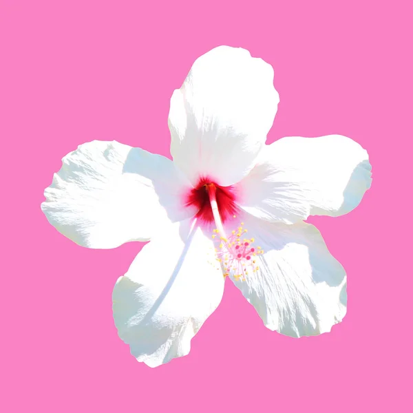 Bela Flor Hibisco Branco Isolado Fundo Branco Fundo Floral Natural — Fotografia de Stock