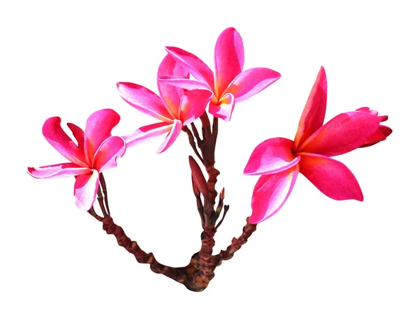 Vackra Plumeria Blommor Isolerad Vit Bakgrund Naturlig Blommig Bakgrund Blommigt — Stockfoto