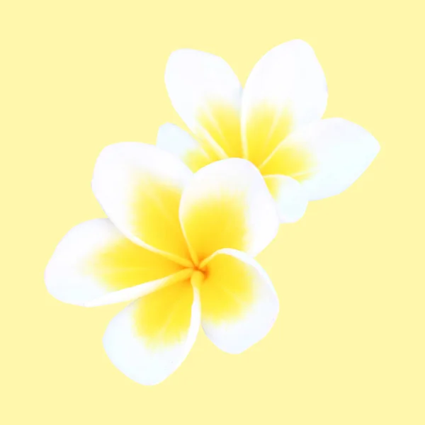 Lindas Flores Plumeria Isolado Fundo Branco Fundo Floral Natural Elemento — Fotografia de Stock