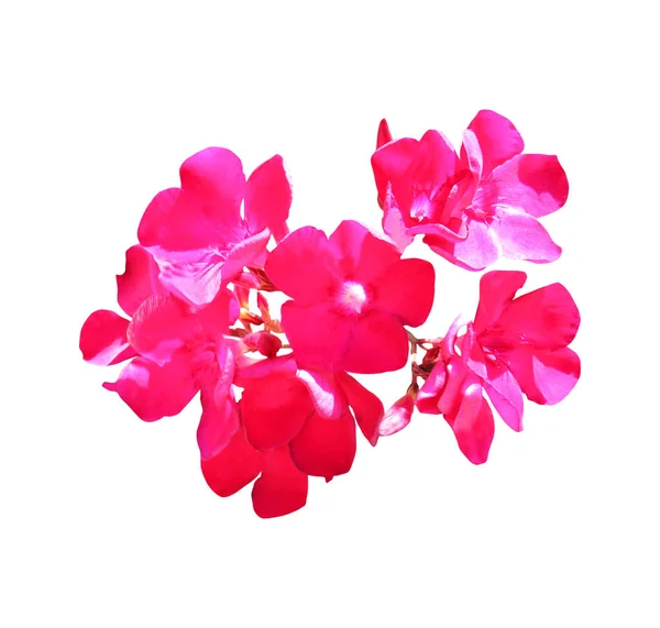 Mooie Rode Oleander Bloemen Geïsoleerd Witte Achtergrond Natuurlijke Bloemen Achtergrond — Stockfoto