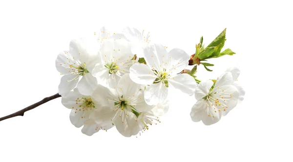 白地に孤立した美しい桜の花 自然な花の背景 花のデザイン要素 — ストック写真