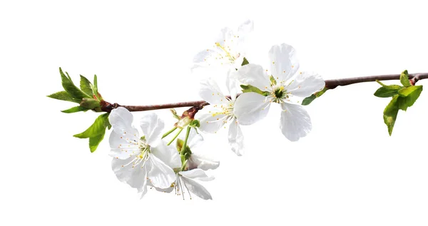美丽的樱桃花开在白色的背景上 自然的植物背景 花卉设计部分 — 图库照片#