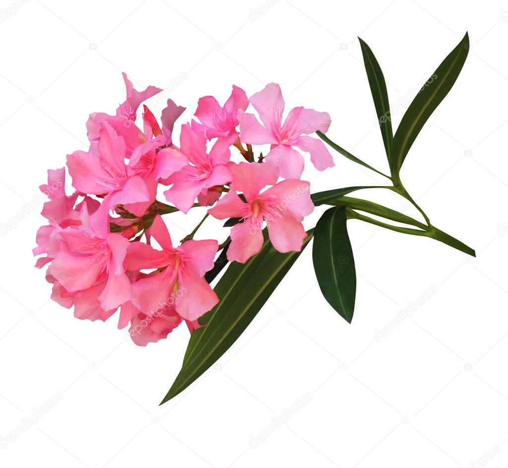 Beautiful pink oleander flowers isolated on white background. Natural floral background. Floral design element