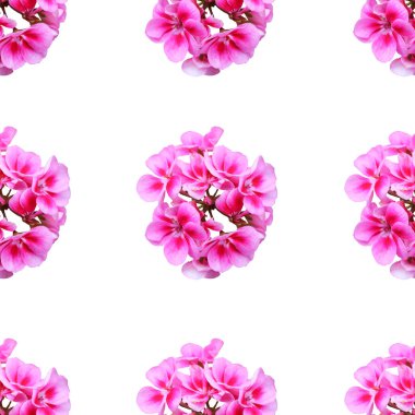 Pembe sardunya çiçekleri ve tasarım elementleriyle zarif, pürüzsüz bir desen. Davetiyeler için çiçek deseni, tebrik kartları, hatıra defteri, baskı, hediye paketi, imalat, tekstil 