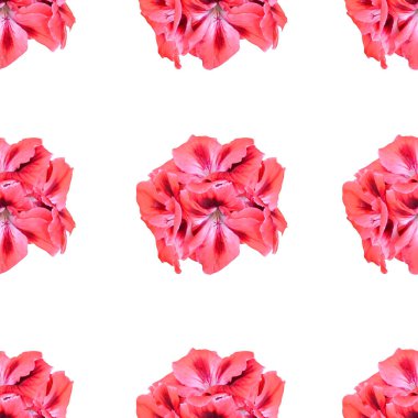 Pembe sardunya çiçekleri ve tasarım elementleriyle zarif, pürüzsüz bir desen. Davetiyeler için çiçek deseni, tebrik kartları, hatıra defteri, baskı, hediye paketi, imalat, tekstil 