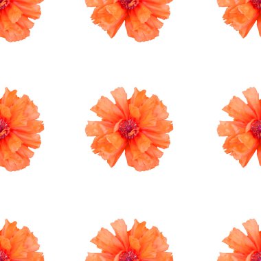 Turuncu gelincik çiçekleri ve tasarım elementleriyle zarif, pürüzsüz bir desen. Davetiyeler için çiçek deseni, tebrik kartları, hatıra defteri, baskı, hediye paketi, imalat, tekstil 