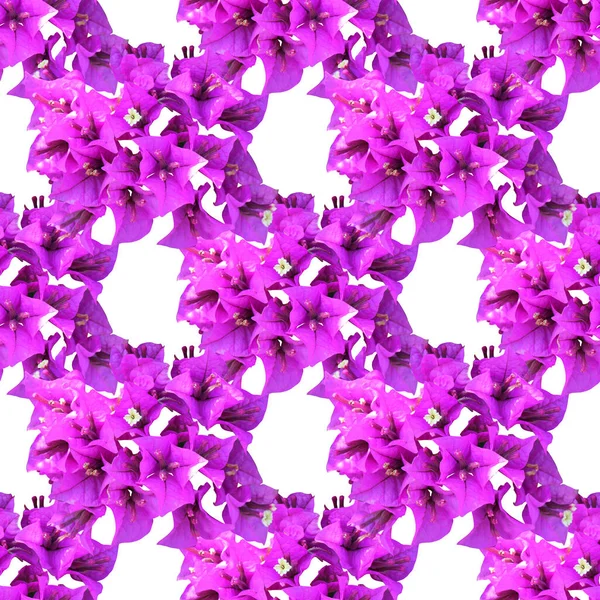 부우간 빌레아 물갈퀴없는 초대장을 꽃무늬 스크랩북 — 스톡 사진