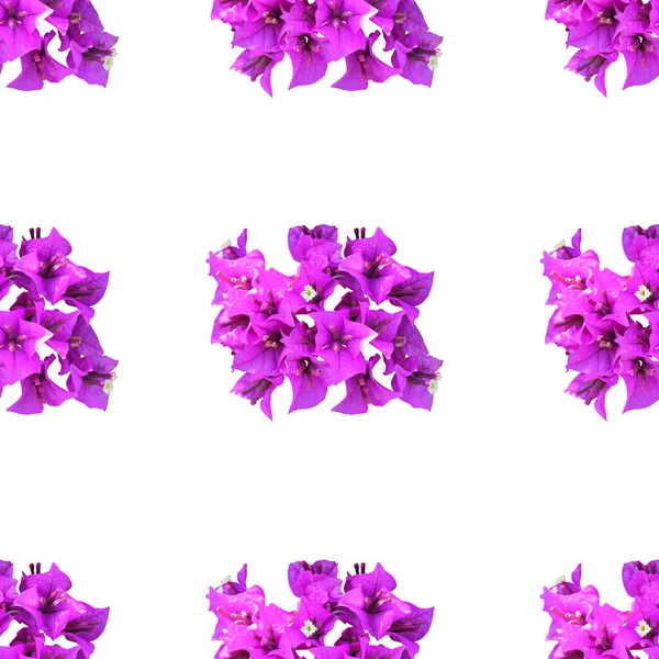 Elegant Seamless Pattern Bougainvillea Flowers Design Elements Floral Pattern Invitations — Stock Photo, Image