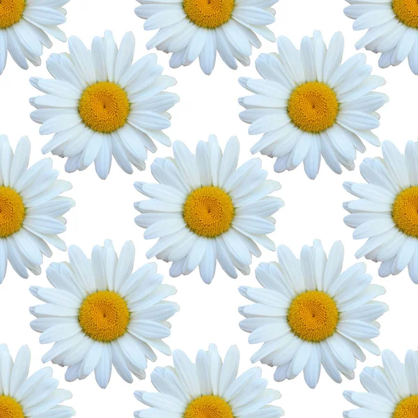 Elegant Seamless Pattern Chamomile Flowers Design Elements Floral Pattern Invitations — Stock Photo, Image