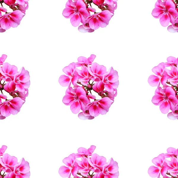 Elegante Motivo Senza Cuciture Con Fiori Geranio Rosa Elementi Design — Foto Stock