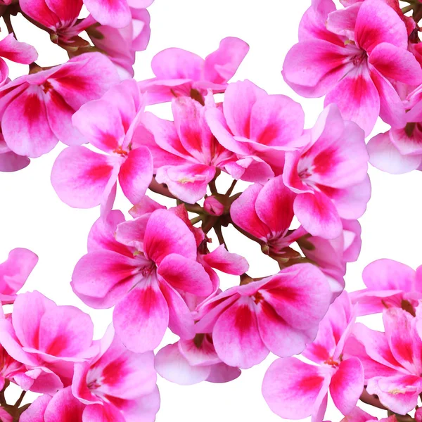 Padrão Sem Costura Elegante Com Flores Gerânio Rosa Elementos Design — Fotografia de Stock