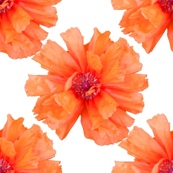 Elegante Naadloze Patroon Met Oranje Papaver Bloemen Design Elementen Bloemenpatroon — Stockfoto