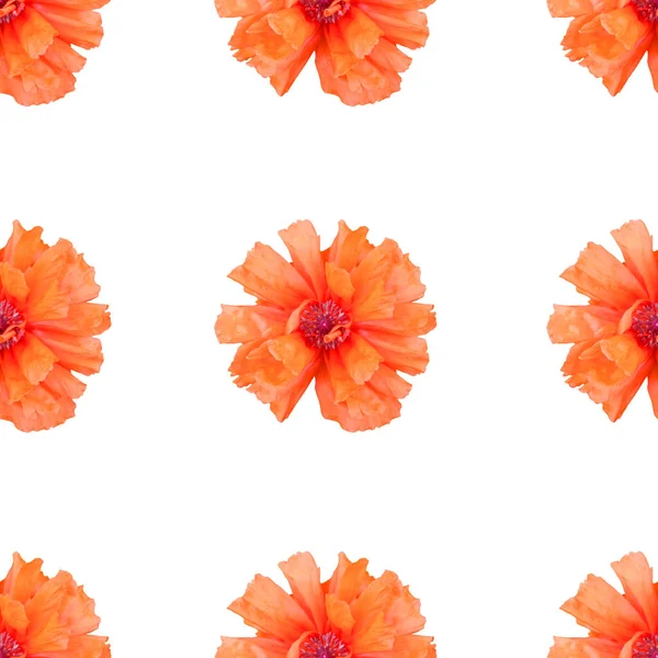 Elegante Naadloze Patroon Met Oranje Papaver Bloemen Design Elementen Bloemenpatroon — Stockfoto