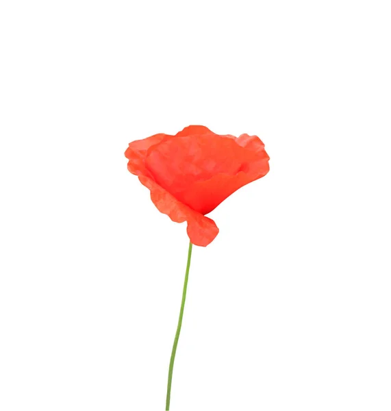 白い背景に孤立した美しい赤いケシの花 自然な花の背景 花のデザイン要素 — ストック写真