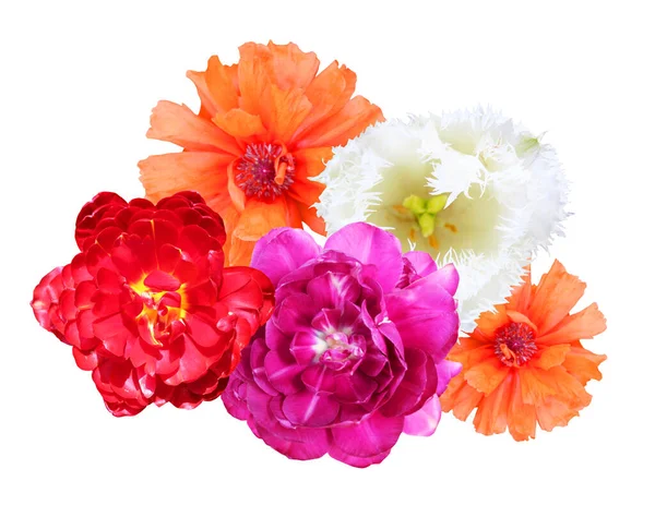 Vacker Tulpan Och Vallmo Blommor Isolerade Vit Bakgrund Naturlig Blommig — Stockfoto