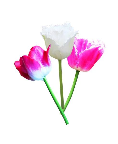 Красиві Рожеві Білі Квіти Тюльпанів Ізольовані Білому Тлі Натуральний Квітковий — стокове фото