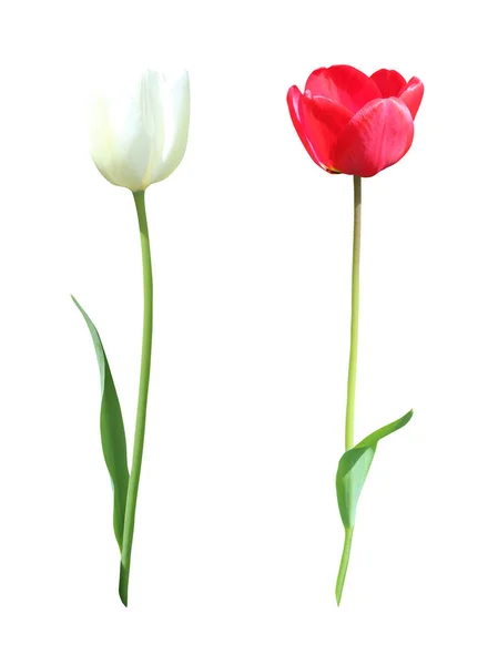 Hermosas Flores Tulipán Rojas Blancas Aisladas Sobre Fondo Blanco Fondo — Foto de Stock