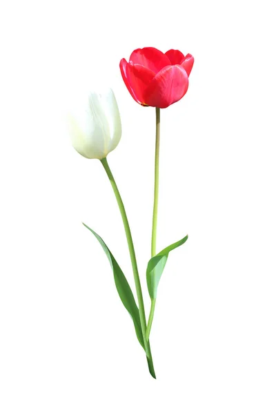 Όμορφα Κόκκινα Και Λευκά Λουλούδια Τουλίπας Που Απομονώνονται Λευκό Φόντο — Φωτογραφία Αρχείου
