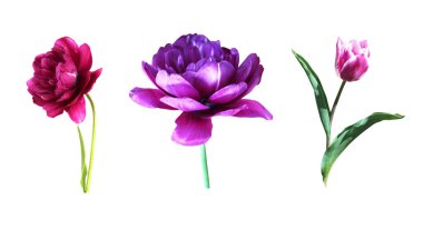 Beyaz arka planda izole edilmiş güzel mor lale çiçekleri. Doğal çiçek geçmişi var. Çiçek tasarım ögesi