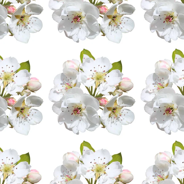 Padrão Sem Costura Elegante Com Flores Flor Cereja Sakura Elementos — Fotografia de Stock
