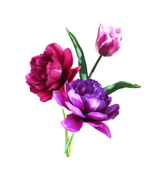 Prachtige Violette Tulpenbloemen Geïsoleerd Witte Achtergrond Natuurlijke Bloemen Achtergrond Floral — Stockfoto