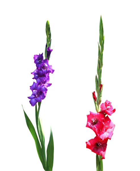 Vackra Violetta Och Rosa Gladiolus Blommor Isolerad Vit Bakgrund Naturlig — Stockfoto