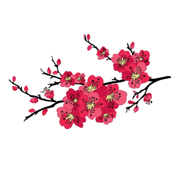 Dekoracyjne Ręcznie Rysowane Kwiaty Sakura Kwiat Wiśni Elementy Projektu Może — Wektor stockowy