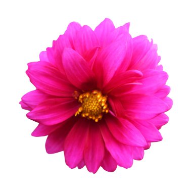 Beyaz arka planda izole edilmiş güzel pembe yıldız çiçeği. Doğal çiçek geçmişi var. Çiçek tasarım ögesi