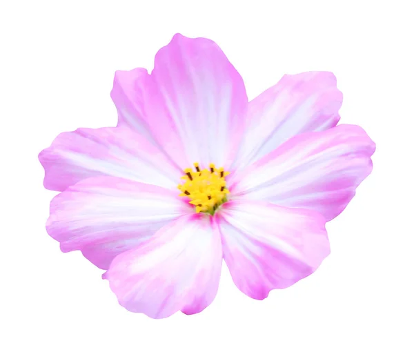 Gyönyörű Kozmosz Virág Elszigetelt Fehér Háttérrel Természetes Virágos Háttér Virágformatervezési — Stock Fotó