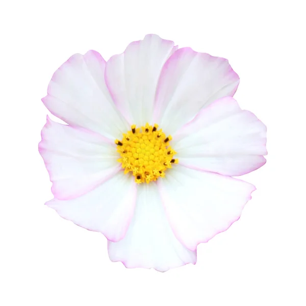 Bela Flor Cosmos Isolado Fundo Branco Fundo Floral Natural Elemento — Fotografia de Stock