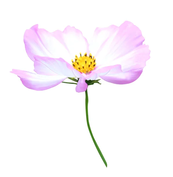 Krásné Kosmu Květiny Izolované Bílém Pozadí Přírodní Květinové Pozadí Květinový — Stock fotografie