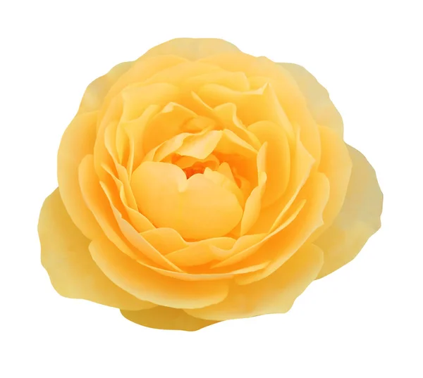 Vacker Gul Ros Blomma Isolerad Vit Bakgrund Naturlig Blommig Bakgrund — Stockfoto