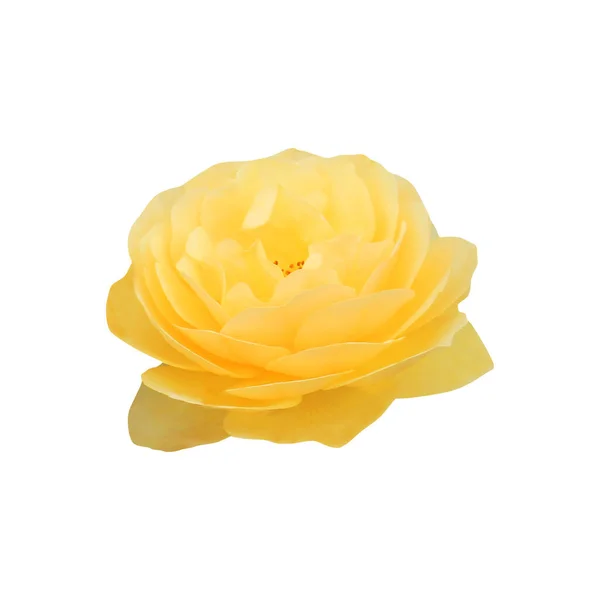 白い背景に孤立した美しい黄色のバラの花 自然な花の背景 花のデザイン要素 — ストック写真
