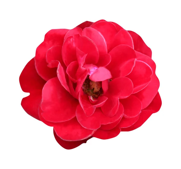 Mooie Rode Roos Bloem Geïsoleerd Witte Achtergrond Natuurlijke Bloemen Achtergrond — Stockfoto
