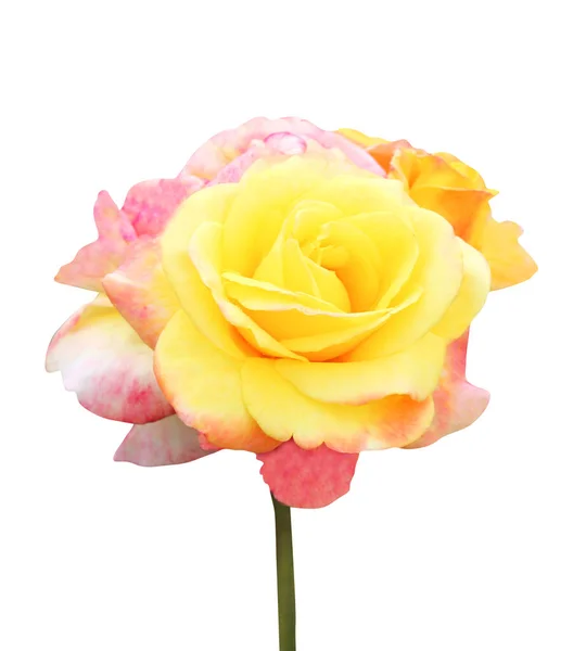 美丽的黄色粉红玫瑰花朵 白色背景隔离 自然的植物背景 花卉设计部分 — 图库照片