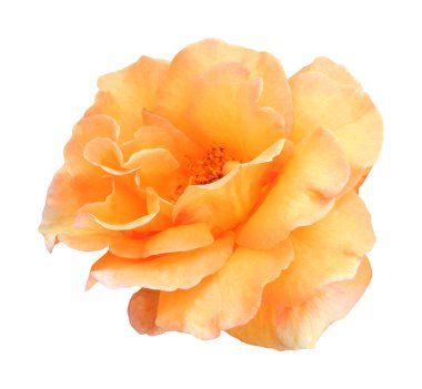 Beyaz arka planda izole edilmiş güzel bir turuncu gül çiçeği. Doğal çiçek geçmişi var. Çiçek tasarım ögesi