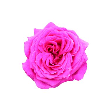 Beyaz arka planda izole edilmiş güzel pembe gül çiçeği. Doğal çiçek geçmişi var. Çiçek tasarım ögesi