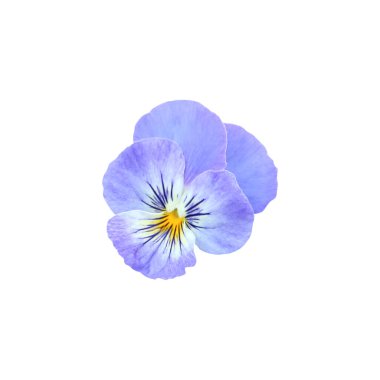 Beyaz arka planda izole edilmiş güzel nonoş çiçeği. Doğal çiçek geçmişi var. Çiçek tasarım ögesi