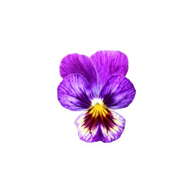 Beyaz arka planda izole edilmiş güzel nonoş çiçeği. Doğal çiçek geçmişi var. Çiçek tasarım ögesi