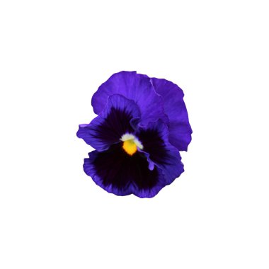 Beyaz arka planda izole edilmiş güzel nonoş çiçeği. Doğal çiçek geçmişi var. Çiçek tasarım ögesi