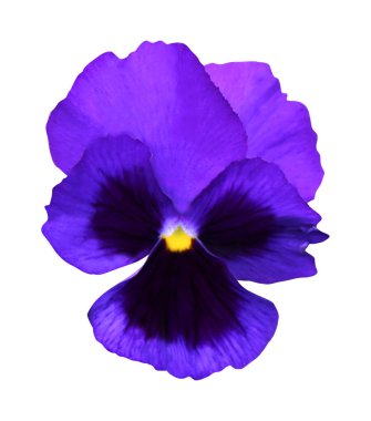 Beyaz arka planda izole edilmiş güzel nonoş çiçeği. Doğal çiçek geçmişi var. Çiçek tasarım ögesi