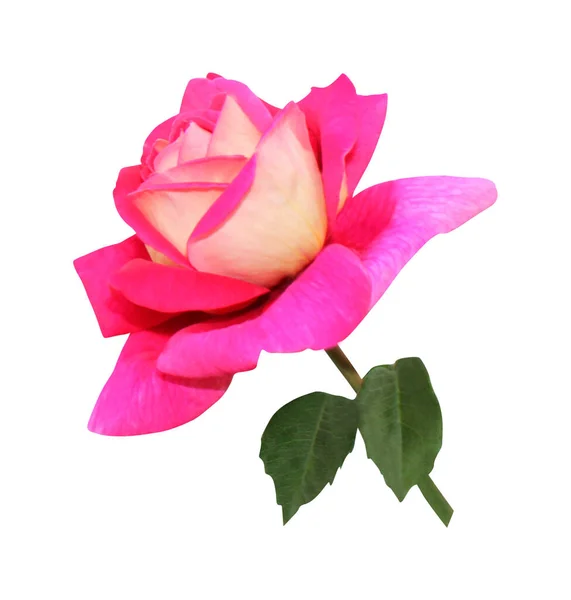 Vacker Rosa Ros Blomma Isolerad Vit Bakgrund Naturlig Blommig Bakgrund — Stockfoto
