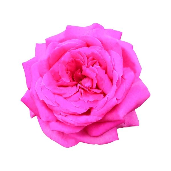 Bela Rosa Rosa Flor Isolada Fundo Branco Fundo Floral Natural — Fotografia de Stock