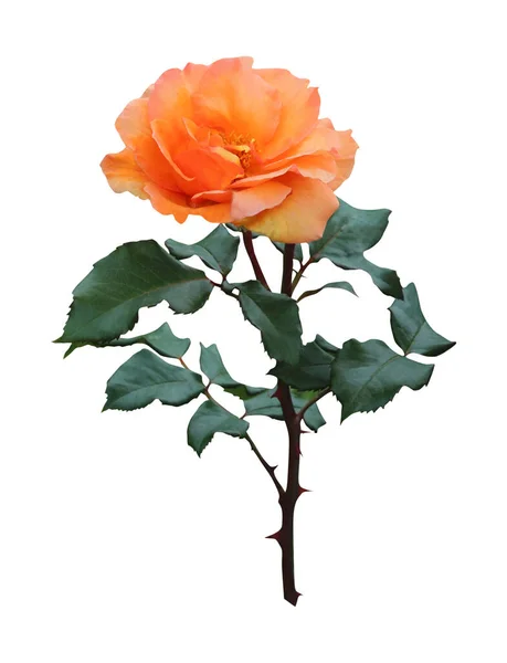 Hermosa Flor Rosa Naranja Aislada Sobre Fondo Blanco Fondo Floral — Foto de Stock