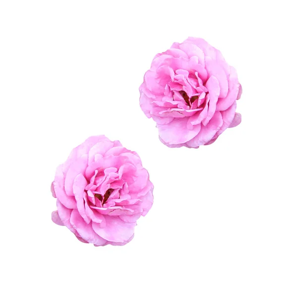 Цветок Розовой Розы Белом Фоне Естественный Цветочный Фон Цветочный Элемент — стоковое фото