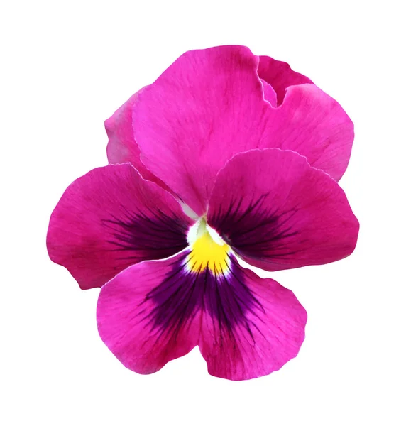 Vacker Rosa Pansy Blomma Isolerad Vit Bakgrund Naturlig Blommig Bakgrund — Stockfoto