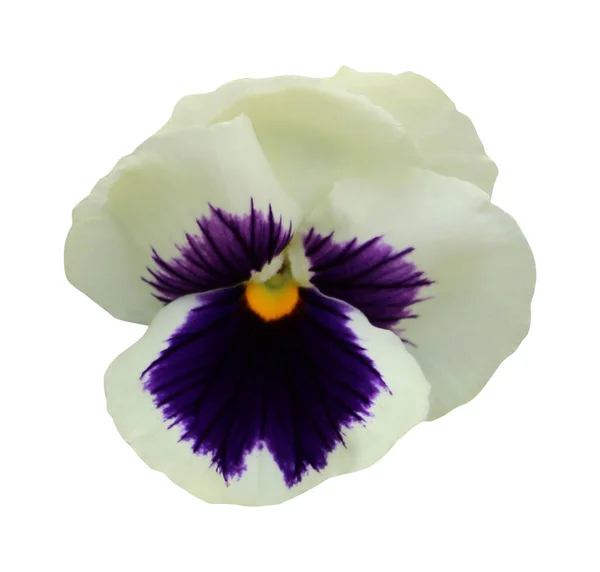 Bela Flor Pansy Isolado Fundo Branco Fundo Floral Natural Elemento — Fotografia de Stock