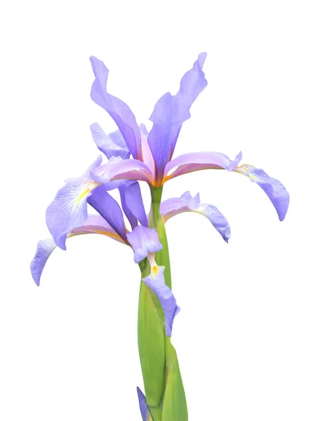 Vacker Blå Iris Blomma Isolerad Vit Bakgrund Naturlig Blommig Bakgrund — Stockfoto